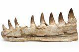 Mosasaur Jaw Section with Eight Teeth - Morocco #225282-2